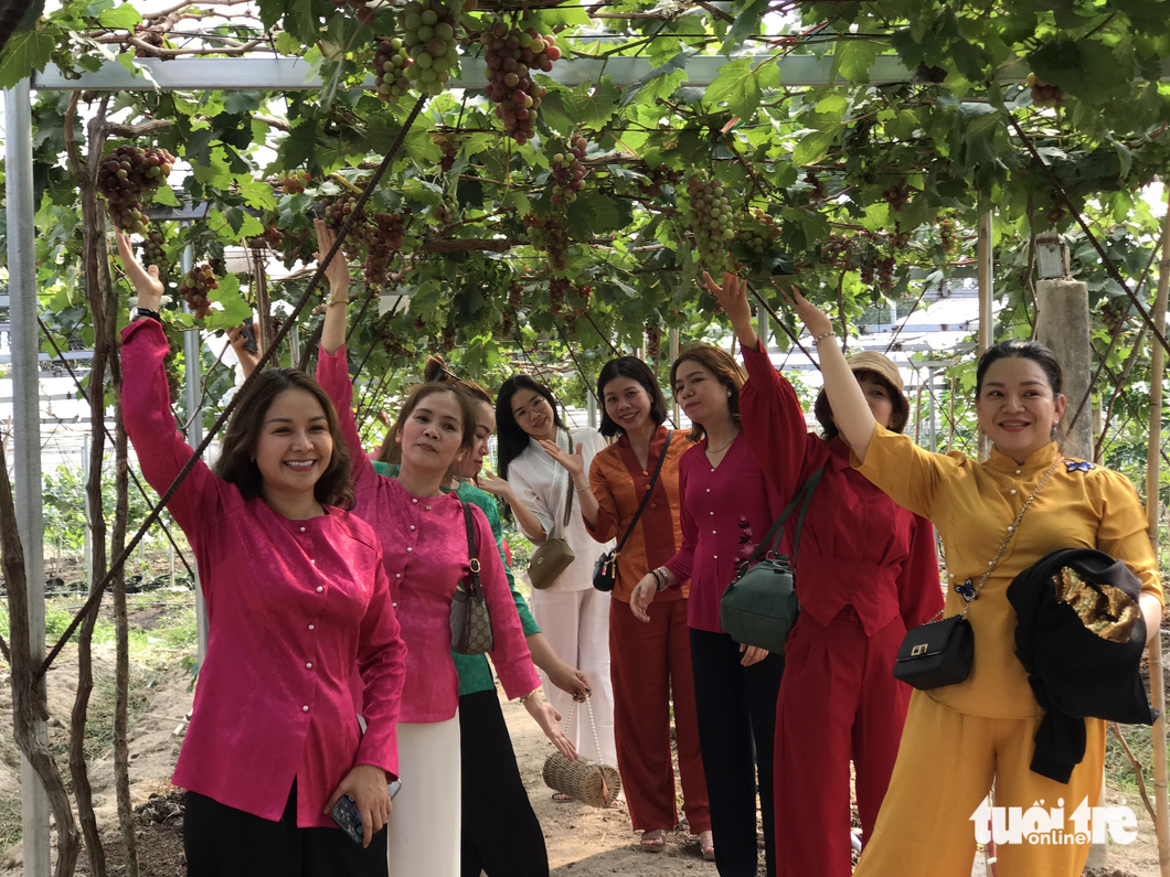 Vườn nho hàng trăm gốc trải ngút tầm mắt tại huyện Tri Tôn được khách xa tìm đến check-in - Ảnh: ĐẶNG TUYẾT