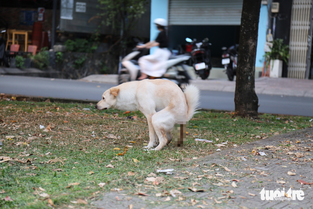 Nhức mắt cảnh dẫn chó ra công viên ị bậy - Ảnh 6.