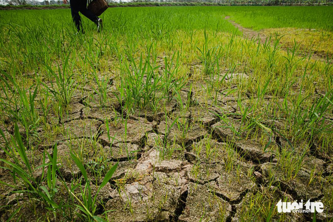 Một ruộng lúa bị khô hạn nặng tại xã Đoàn Tùng, huyện Thanh Miện, Hải Dương