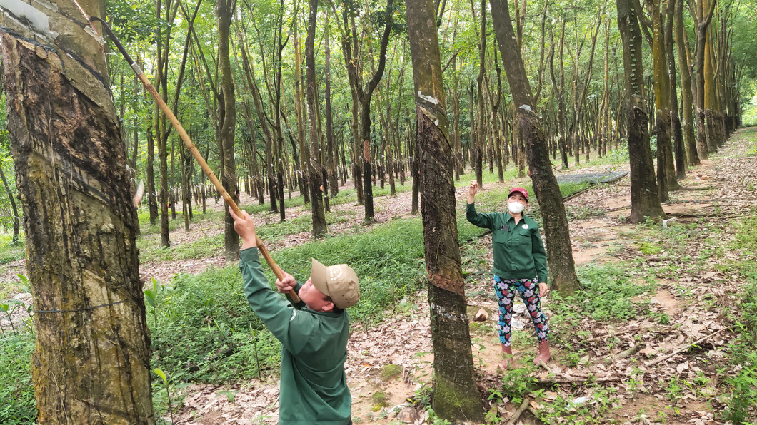 Khai thác mủ cao su tự nhiên tại Đông Nam Bộ - Ảnh: N. TRÍ