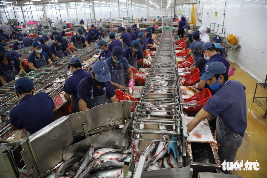 Chế biến cá tra xuất khẩu tại một nhà máy ở quận Thốt Nốt, TP Cần Thơ - Ảnh: CHÍ QUỐC