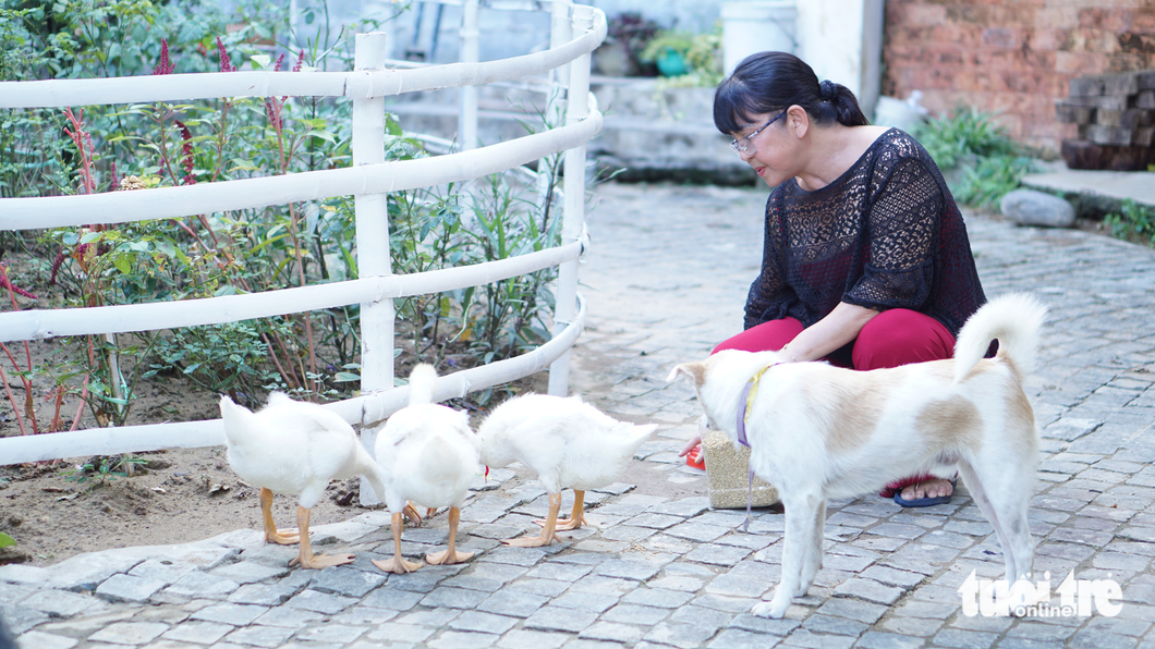 Ánh Tuyết chăm sóc đàn chó, đàn ngỗng trong vườn nhà ở Hội An - Ảnh: TRẦN MẶC