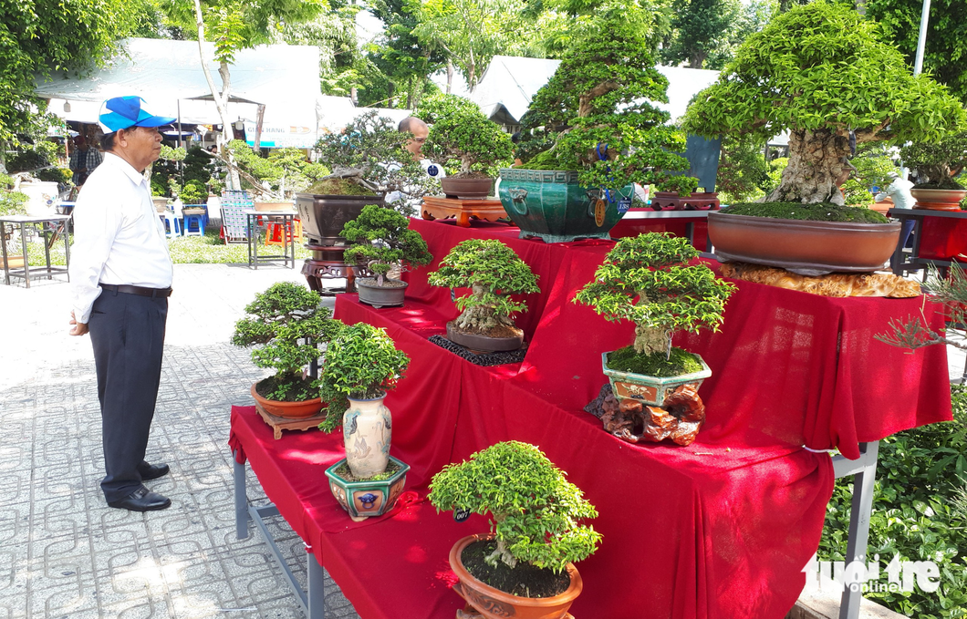 Đa dạng các chủng loại bonsai đã được nhà vườn ở nhiều tỉnh thành mang đến tham gia hội thi - Ảnh: N.TRÍ