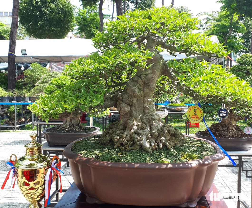 Một chậu bonsai tham gia thi ở phân khúc bonsai trung đã được ban tổ chức trao giải nhất - Ảnh: N.TRÍ
