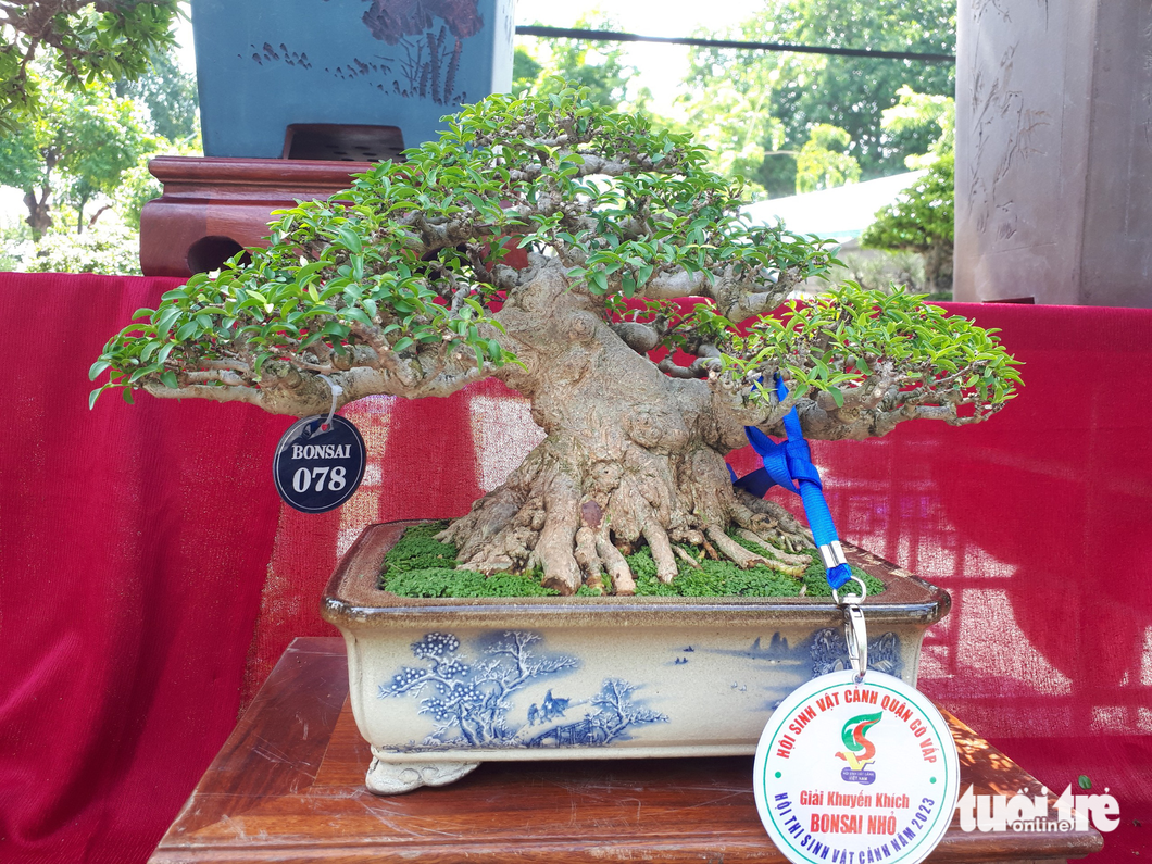 Một chậu bonsai tham gia thi ở phân khúc "bonsai nhỏ" đã đạt được giải khuyến khích- Ảnh: N.TRÍ