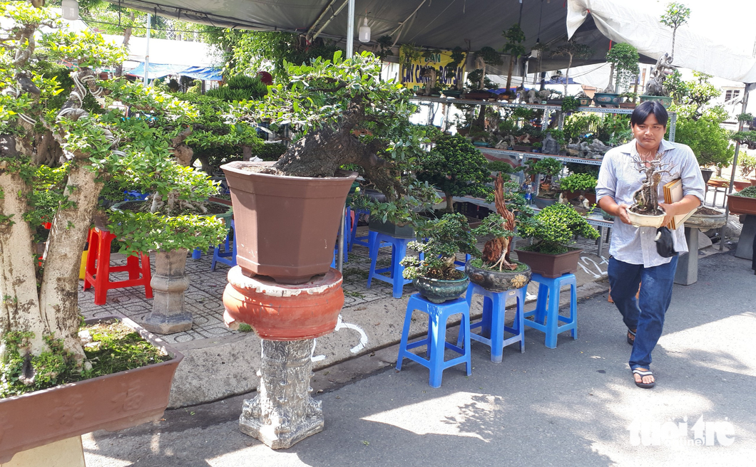 Bên cạnh bonsai cỡ lớn, hàng nghìn chậu bonsai min các loại có giá bán phổ biến từ 200.000-5 triệu đồng/chậu cũng được nhà vườn chưng bán tại chương trình - Ảnh: N.TRÍ