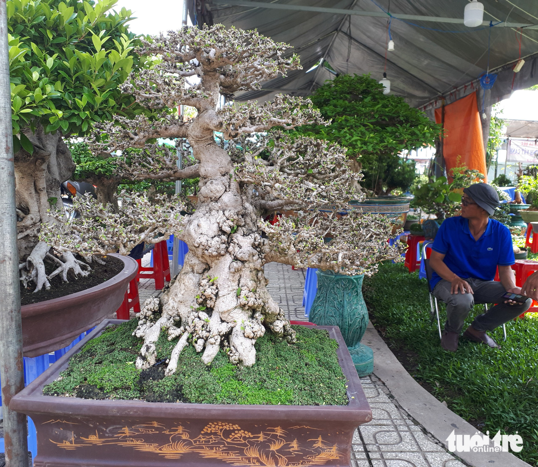 Chậu bonsai mai chiếu thủy được một nghệ nhân chưng bán với giá 140 triệu đồng - Ảnh: N.TRÍ