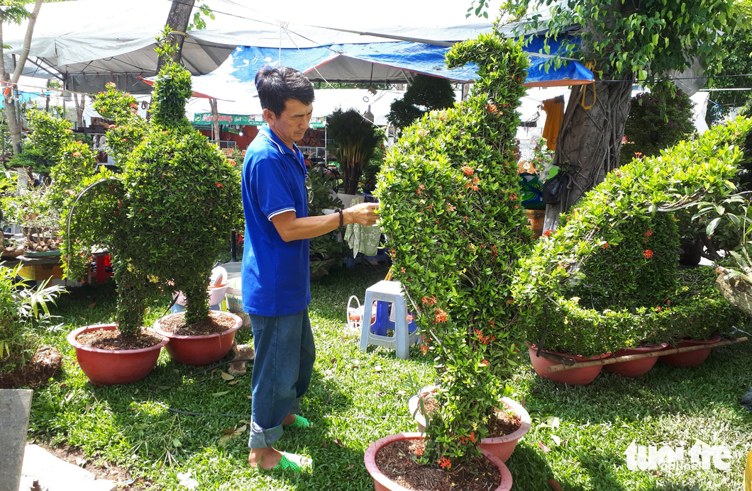 Cặp bông trang được uốn theo dáng thế con gà được ông Hoài Bảo (Bến Tre) kêu bán với giá 7 triệu đồng - Ảnh: N.TRÍ