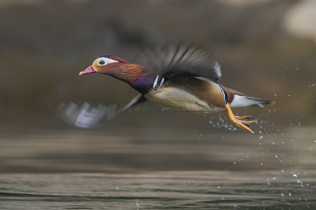 Khoảnh khắc ngàn năm có một đoạt giải nhất cuộc thi ảnh Các loài chim nước ở Việt Nam - Ảnh 8.