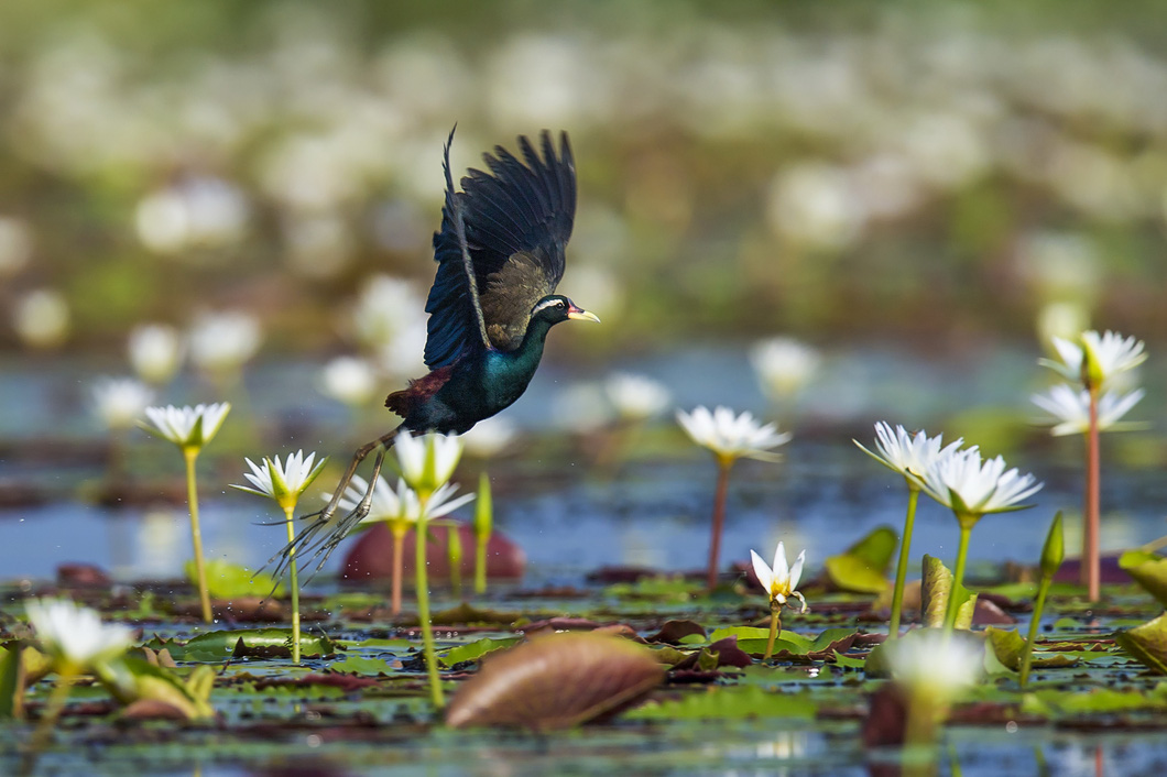 Khoảnh khắc ngàn năm có một đoạt giải nhất cuộc thi ảnh Các loài chim nước ở Việt Nam - Ảnh 5.