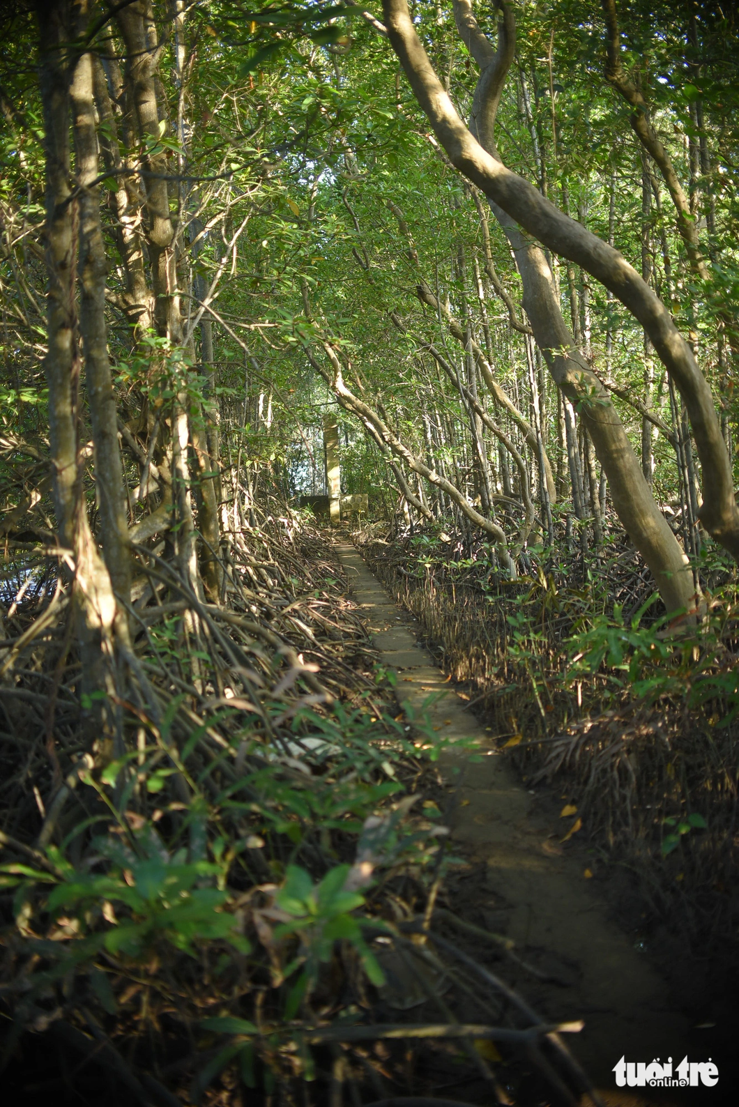 Một lối đi băng qua rừng đước tại Cồn Chim - Ảnh: LÂM THIÊN