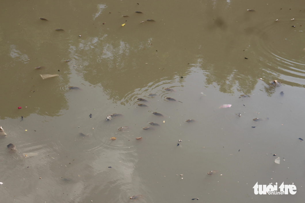Rác thải, cá nổi dày đặc trên kênh Nhiêu Lộc