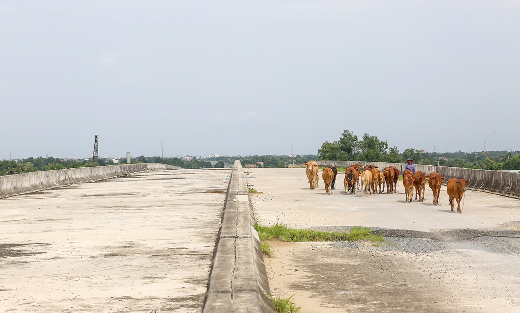 Một đoạn tuyến cao tốc Bến Lức - Long Thành (qua huyện Bình Chánh, TP.HCM) trở thành nơi để người dân chăn bò - Ảnh: CHÂU TUẤN