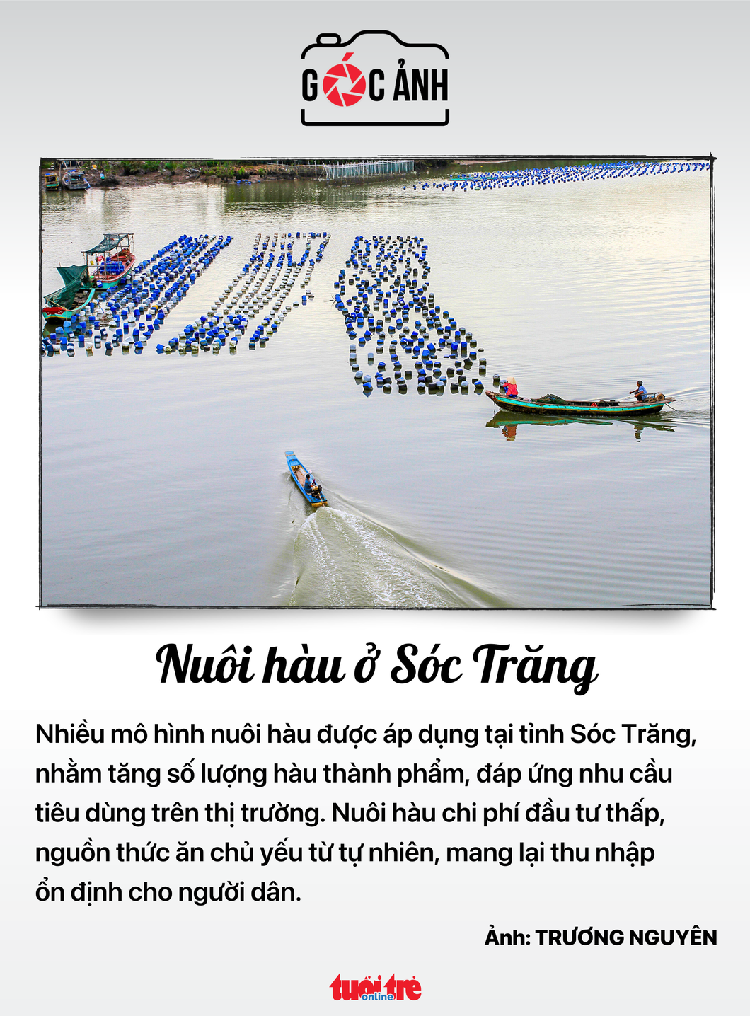 Nuôi hàu ở Sóc Trăng - Ảnh: TRƯƠNG NGUYÊN