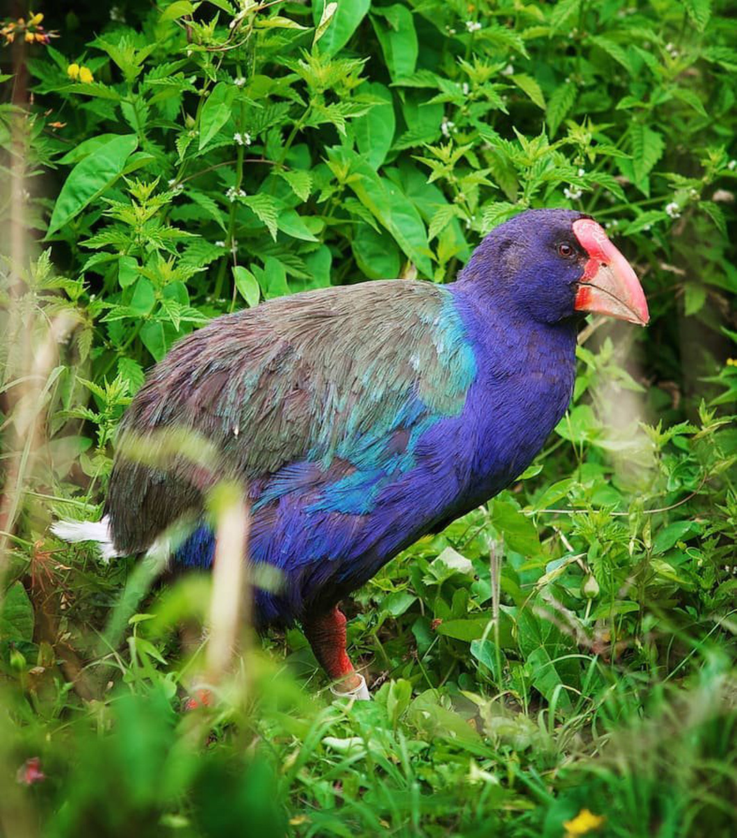 Takahē, loài chim quý hiếm chỉ có tại New Zealand - Ảnh: waikatonewzealand