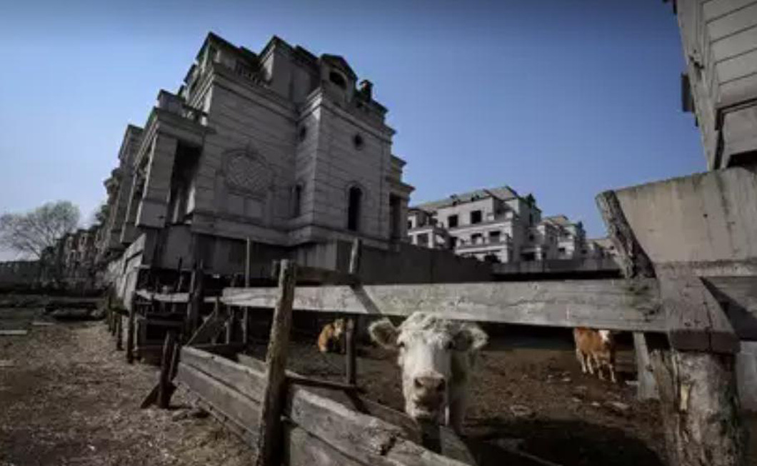 Những biệt thự bỏ hoang ở ngoại ô Thẩm Dương, tỉnh Liêu Ninh, Trung Quốc đang trở thành trang tại nuôi bò - Ảnh: AFP