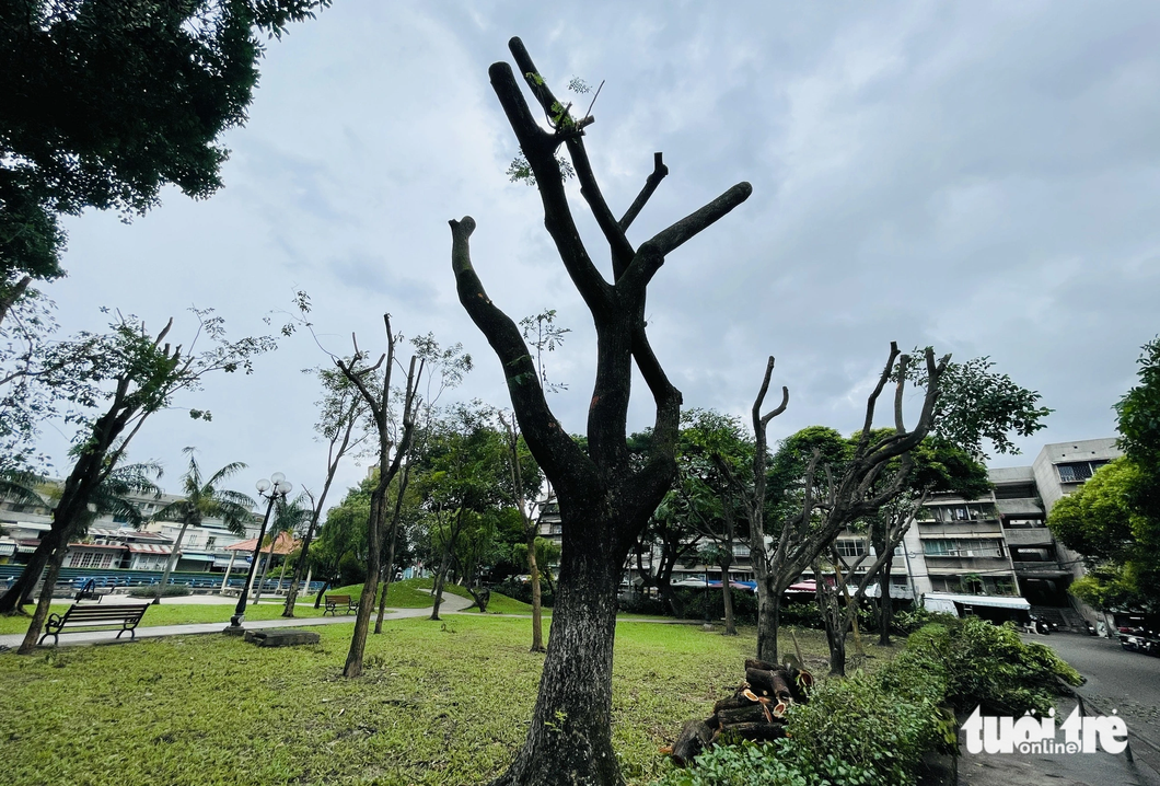 Nhiều cây xanh trong công viên Thanh Đa, quận Bình Thạnh trụi lủi sau khi cắt tỉa - Ảnh: LÊ PHAN