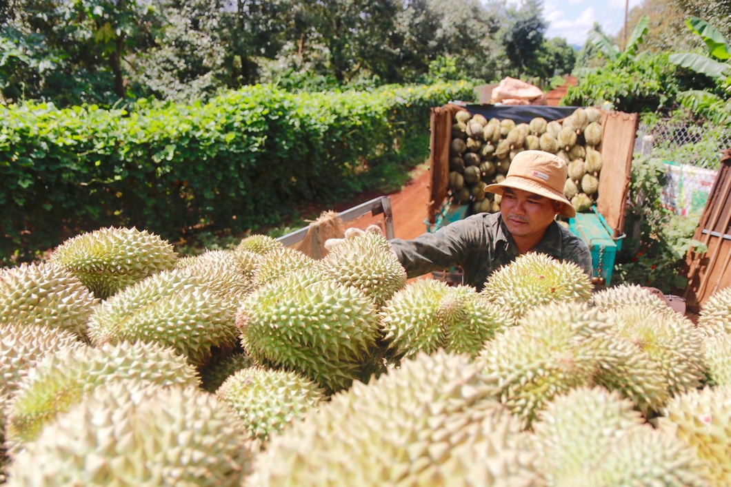 Sầu riêng đã đóng góp rất lớn vào kim ngạch xuất khẩu rau quả trong nửa đầu năm nay, được dự báo đạt kim ngạch 1 tỉ USD trong năm 2023 -  Ảnh: TRUNG TÂN