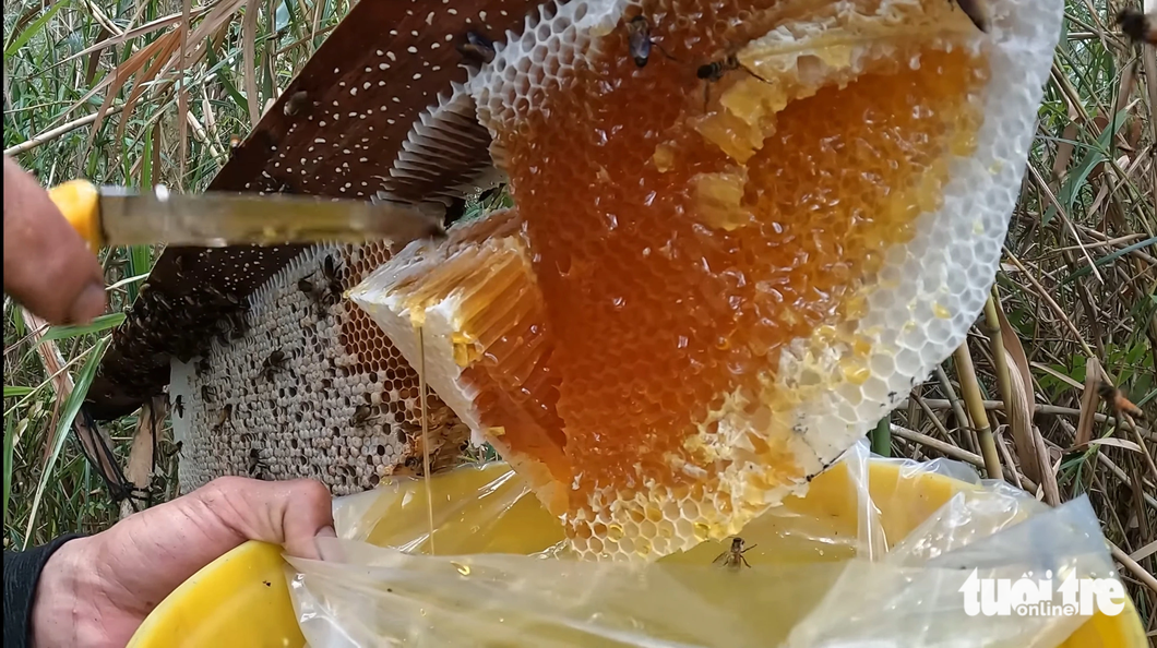 Mật ong rừng U Minh Hạ nổi tiếng khắp nơi bởi độ thơm ngon, giá trị dinh dưỡng cao - Ảnh: THANH HUYỀN