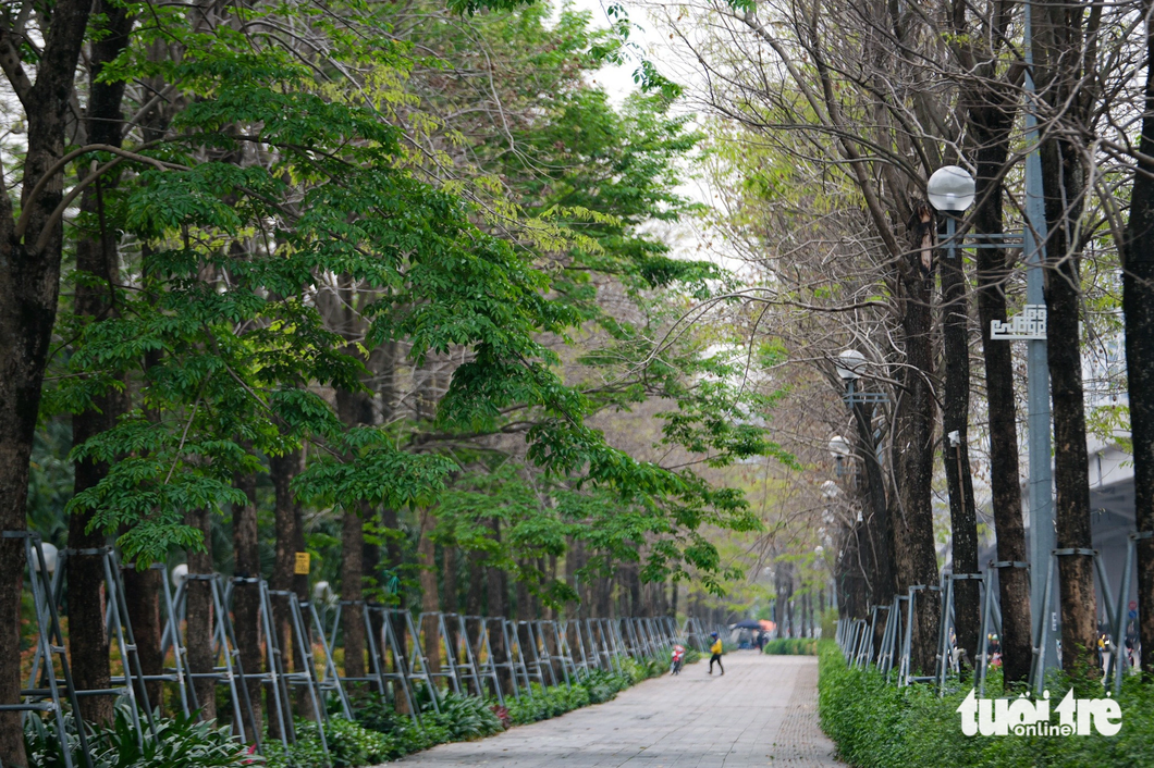 Những hàng cây xanh được trồng dọc tuyến đường Phạm Văn Đồng - Ảnh: NAM TRẦN 