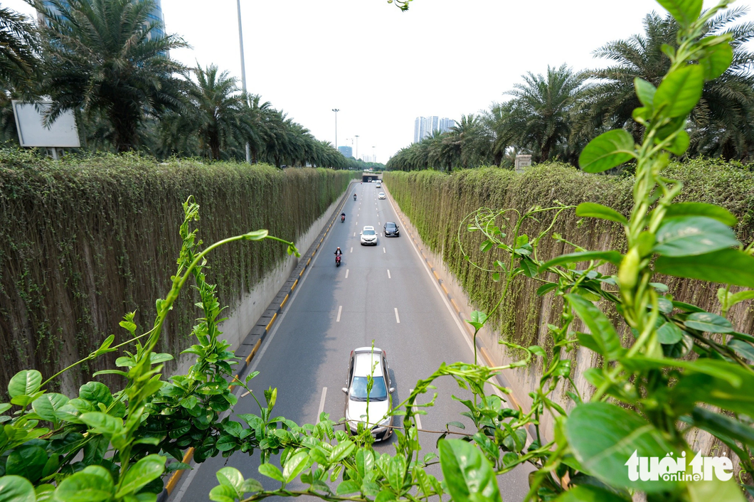 Những hàng cây xanh mướt dọc đại lộ Thăng Long - Ảnh: NAM TRẦN