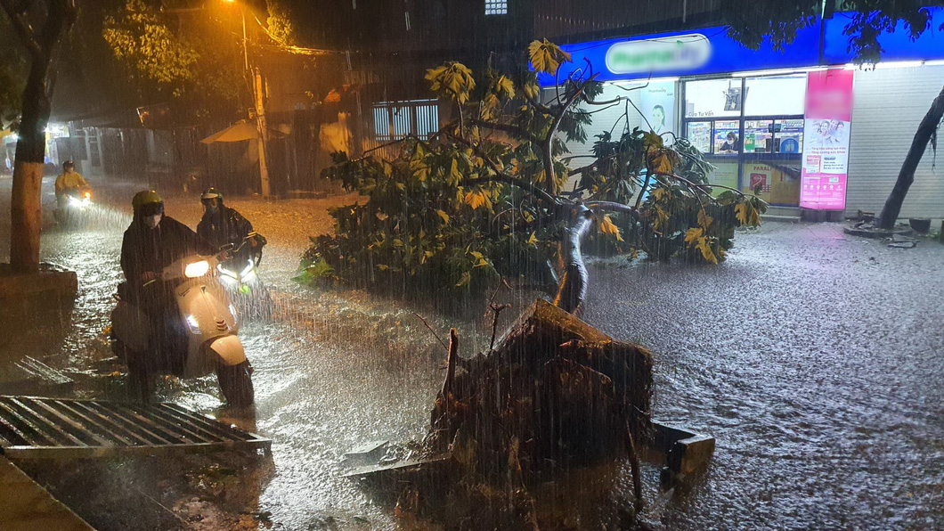 Cây xanh ngã đổ trong mưa lớn tại TP.HCM - Ảnh: MINH HÒA