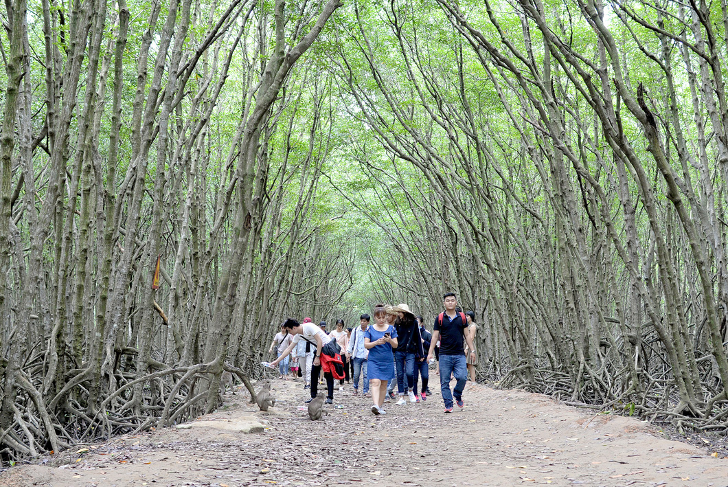 Rừng ngập mặn Cần Giờ ở TP.HCM được UNESCO công nhận là Khu dự trữ sinh quyển thế giới đầu tiên ở Việt Nam - Ảnh: T.T.D.