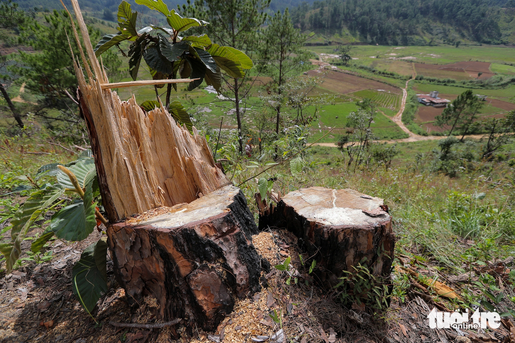 Khoảnh rừng quanh hồ Ta Hoét (huyện Đức Trọng, tỉnh Lâm Đồng) bị phá nằm gần vùng có dân cư đang sống và sản xuất nông nghiệp - Ảnh: M.VINH