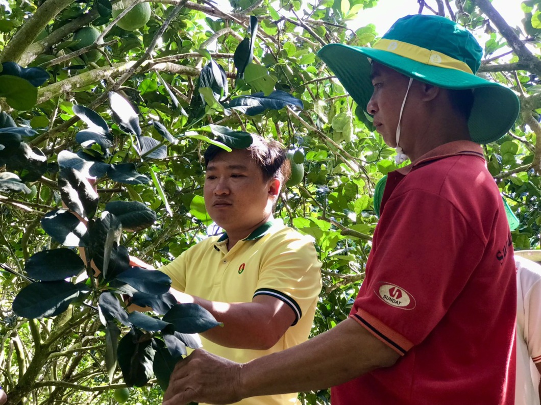 Đạm Cà Mau giúp nông dân miền Tây tăng năng suất cây trái - Ảnh 2. Các nhà vườn tại miền Tây chọn phân bón của NPK Cà Mau để bón cho vườn cây ăn quả - Ảnh: M. T.