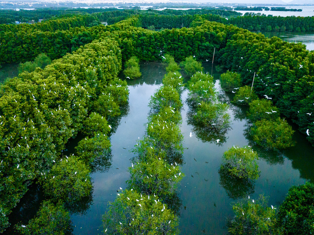 Buổi chiều, hàng ngàn con chim, cò nối đuôi nhau bay lượn trên đầm Thị Nại tạo nên khung cảnh vô cùng ấn tượng - Ảnh: DŨNG NHÂN