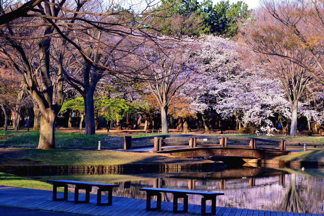 Hoa anh đào nở rộ ở công viên Yoyogi - Ảnh: The Gate