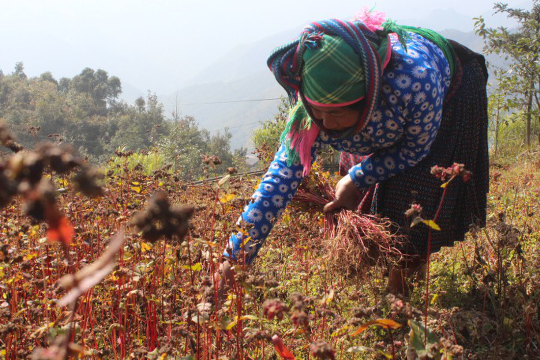 Hà Giang mùa tam giác mạch trên cao nguyên đá - Ảnh 4.