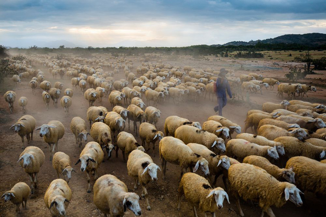 Đàn cừu Ninh Thuận vào top ảnh đẹp của tạp chí NatGeo - Ảnh 1.