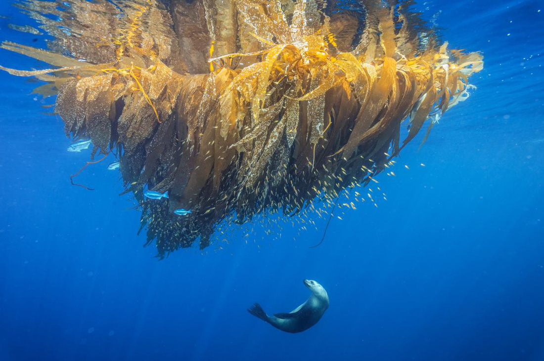 Những bức ảnh xuất sắc nhất của NatGeo năm 2017 - Ảnh 5.