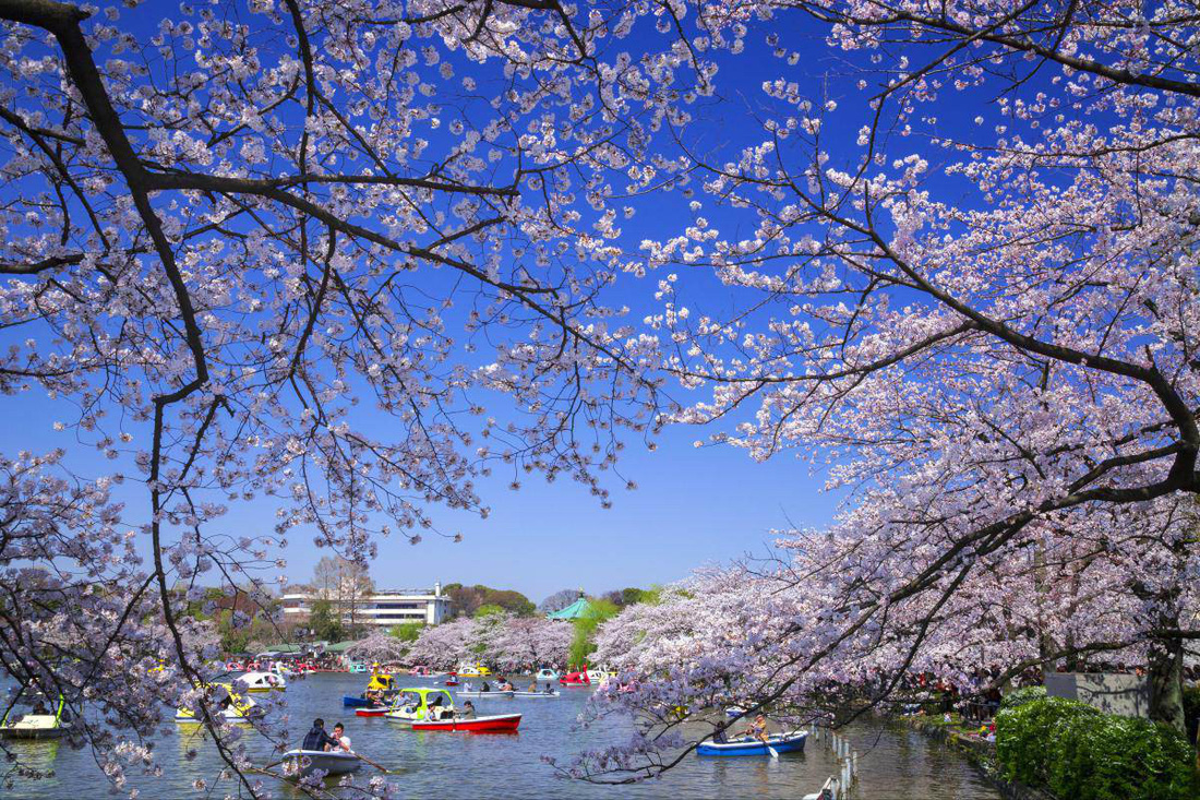 Đi Tokyo đừng quên ăn tối cùng Geisha - Ảnh 4.