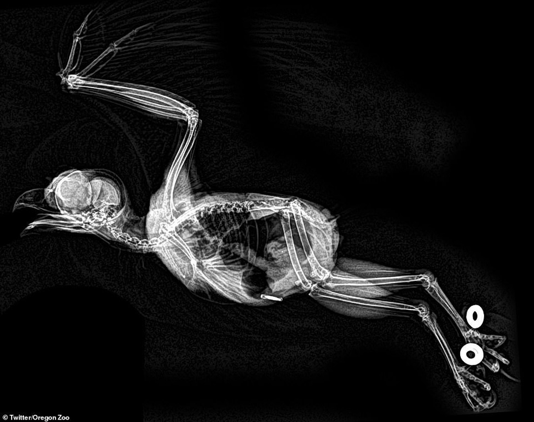 Ảnh động vật ngộ nghĩnh dưới kính X-quang - Ảnh 6.