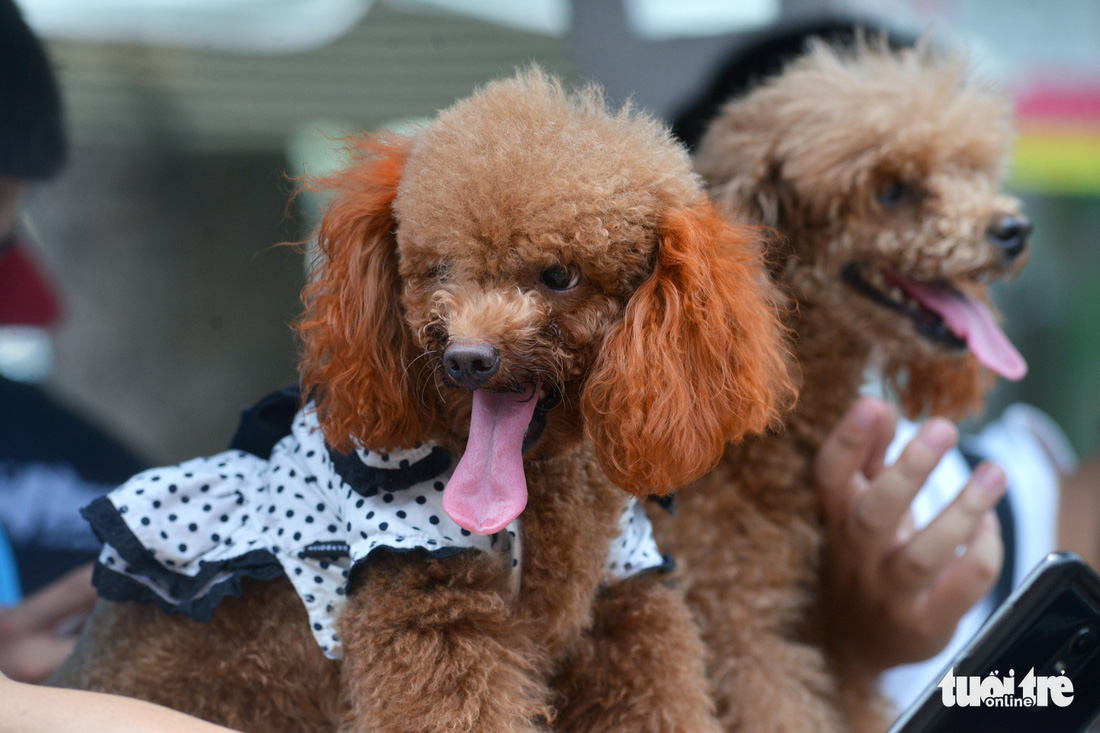 Đến lễ hội cún cưng ngắm những chú cún cực dễ thương - Ảnh 3.