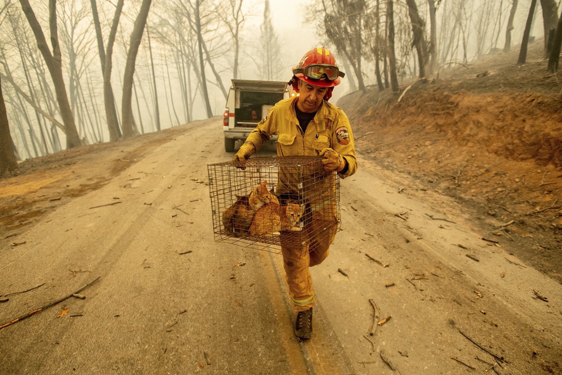 Đáng thương cảnh động vật cháy xém sau cháy rừng ở California - Ảnh 1.