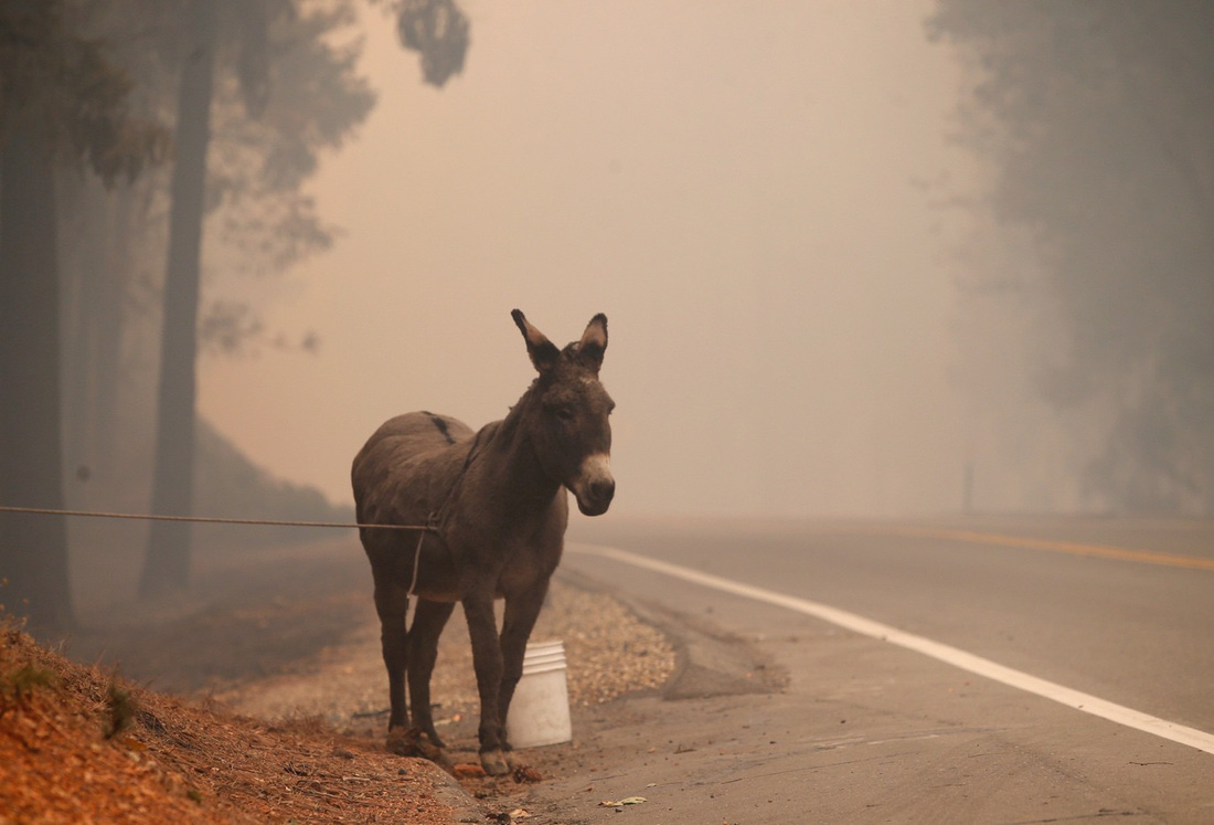 Đáng thương cảnh động vật cháy xém sau cháy rừng ở California - Ảnh 13.