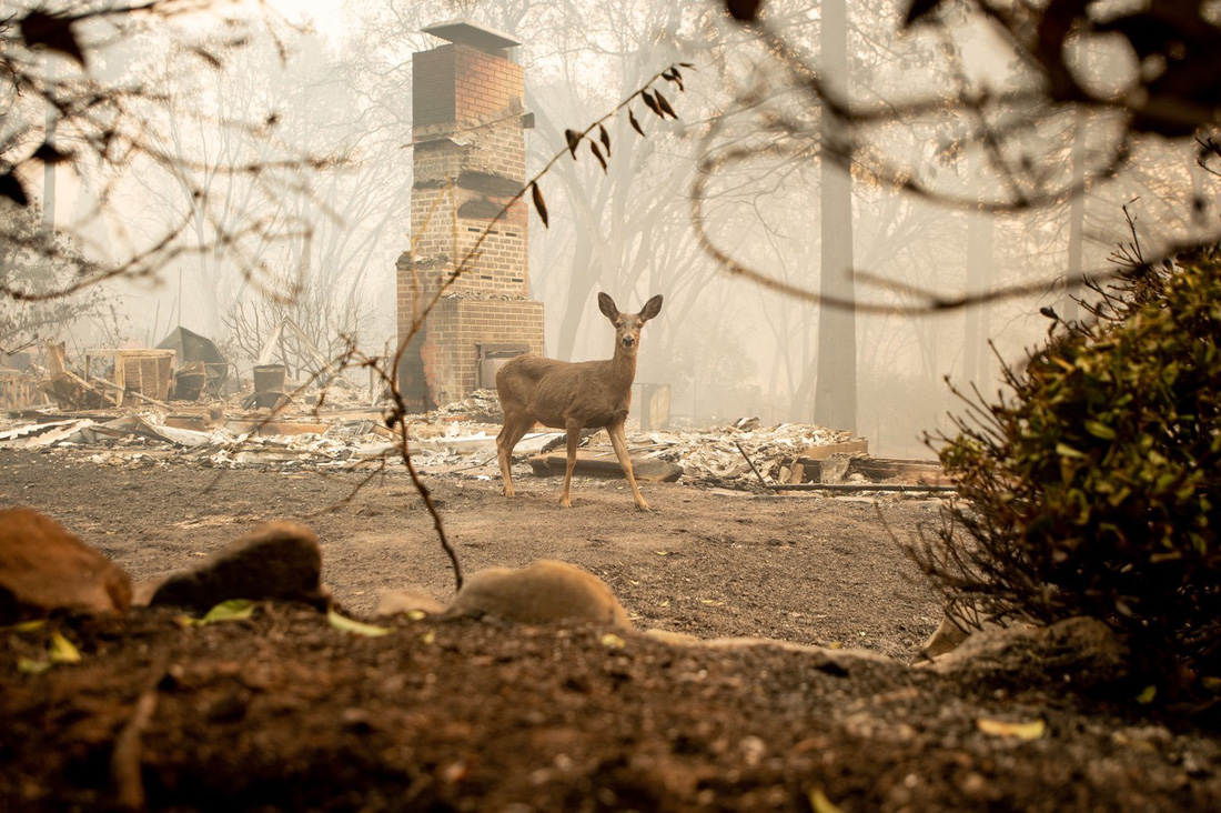 Đáng thương cảnh động vật cháy xém sau cháy rừng ở California - Ảnh 9.
