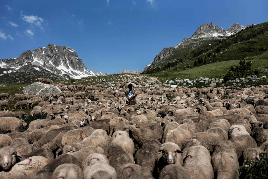Theo chân người chăn cừu trên vùng đồng cỏ núi Alps - Ảnh 2.