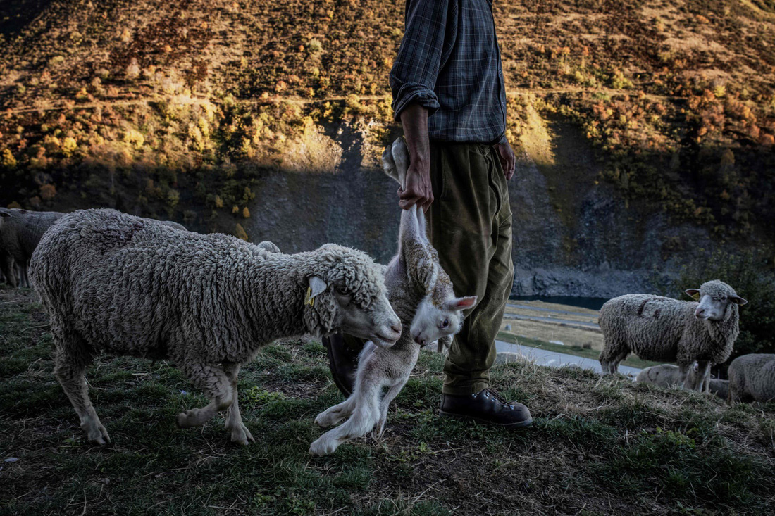 Theo chân người chăn cừu trên vùng đồng cỏ núi Alps - Ảnh 15.