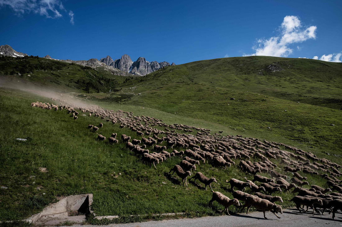 Theo chân người chăn cừu trên vùng đồng cỏ núi Alps - Ảnh 4.