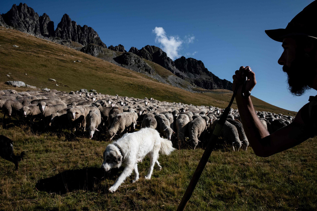 Theo chân người chăn cừu trên vùng đồng cỏ núi Alps - Ảnh 10.