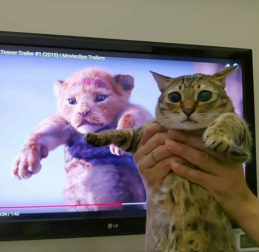 Quá mê The Lion King, khán giả chế ảnh Simba phiên bản chó mèo - Ảnh 7.