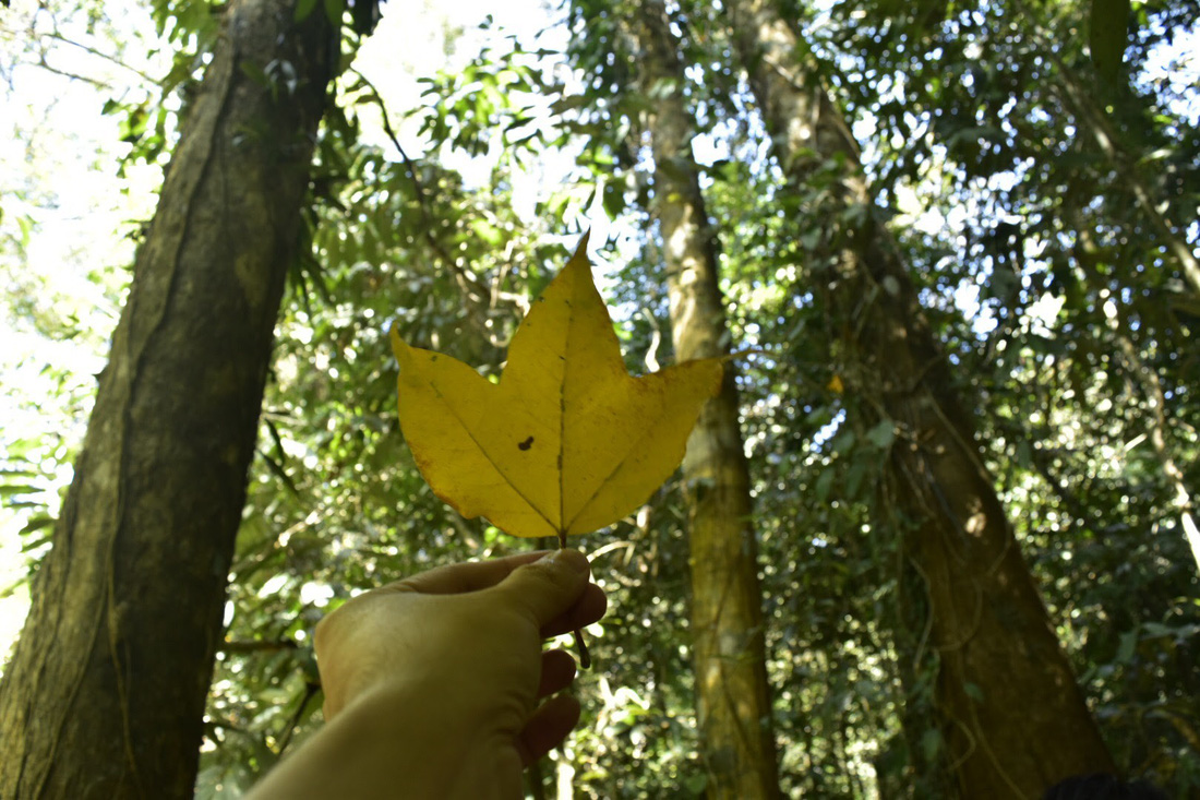 Tháng 12, Chiang Mai rực rỡ mùa hoa anh đào - Ảnh 8.