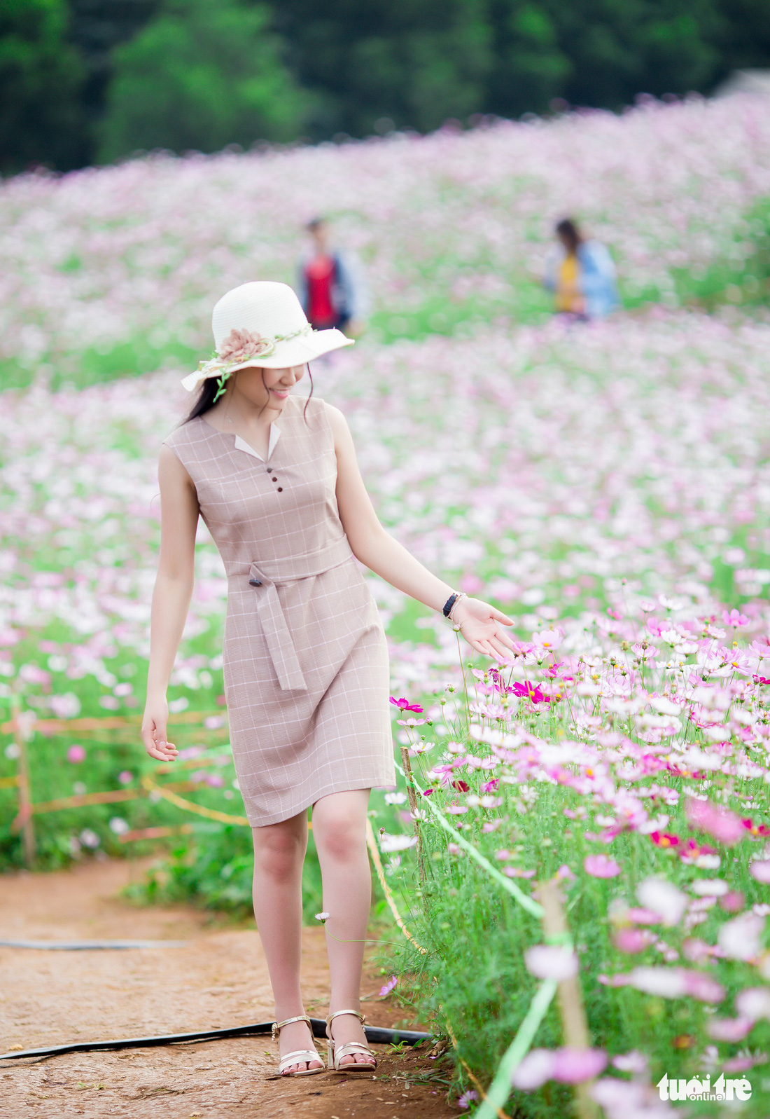 Lạc bước giữa cánh đồng hoa hướng dương ở Nghệ An - Ảnh 13.