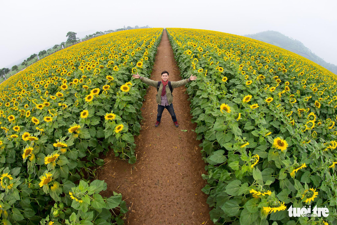 Lạc bước giữa cánh đồng hoa hướng dương ở Nghệ An - Ảnh 11.