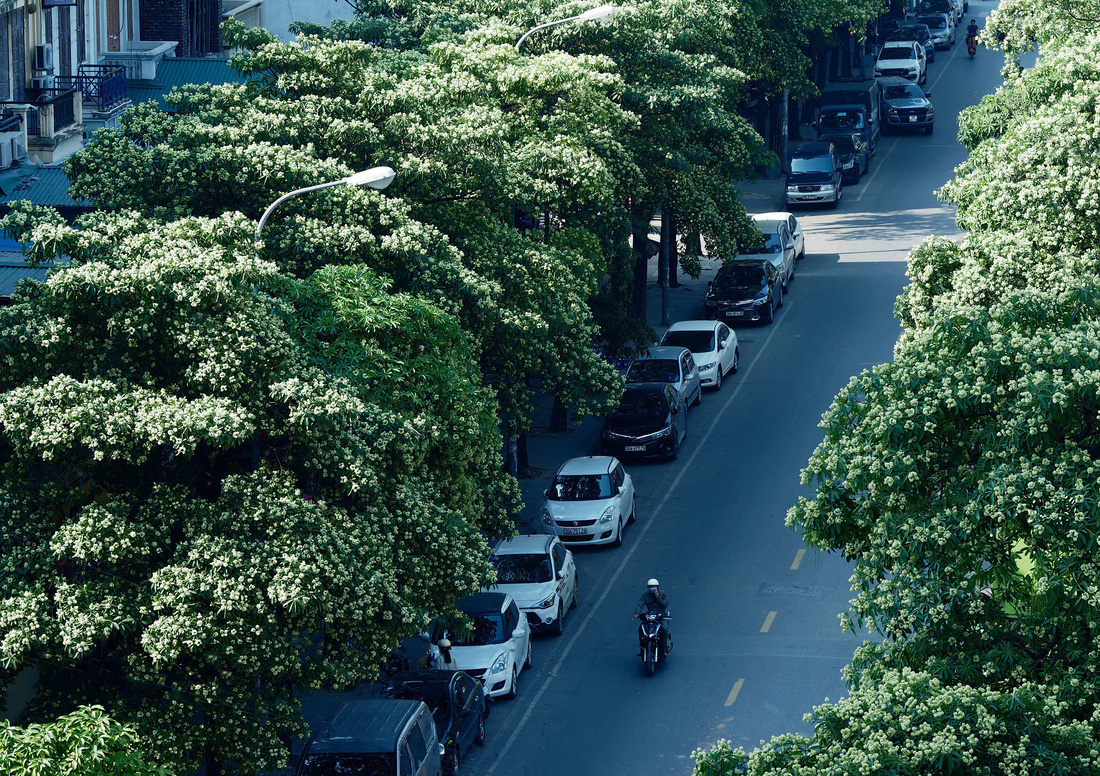 Phút chùng lòng cuối năm, rưng rưng nhớ những mùa hoa Hà Nội - Ảnh 14.