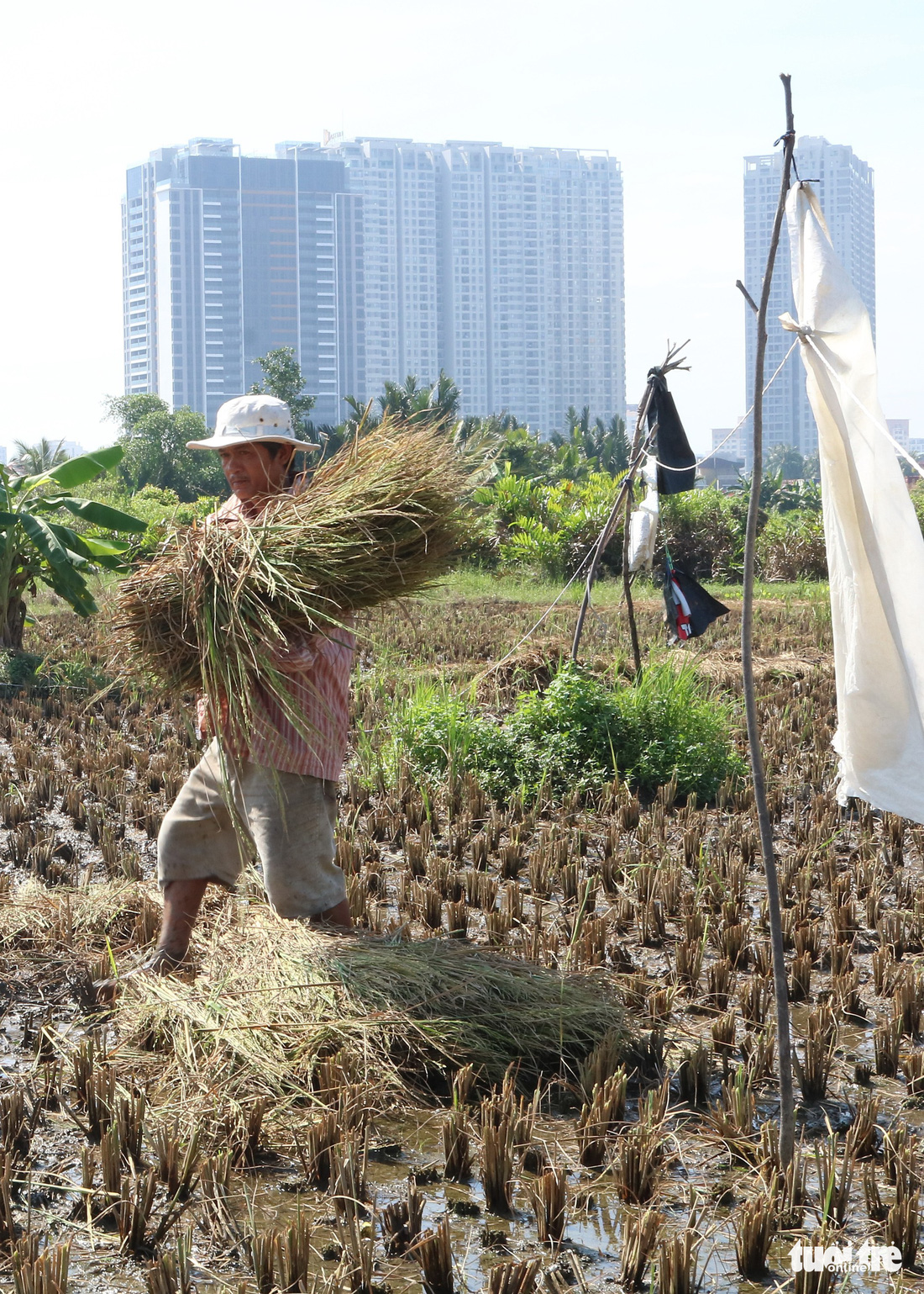 Làm ruộng giữa thành phố nhộn nhịp - Ảnh 8.